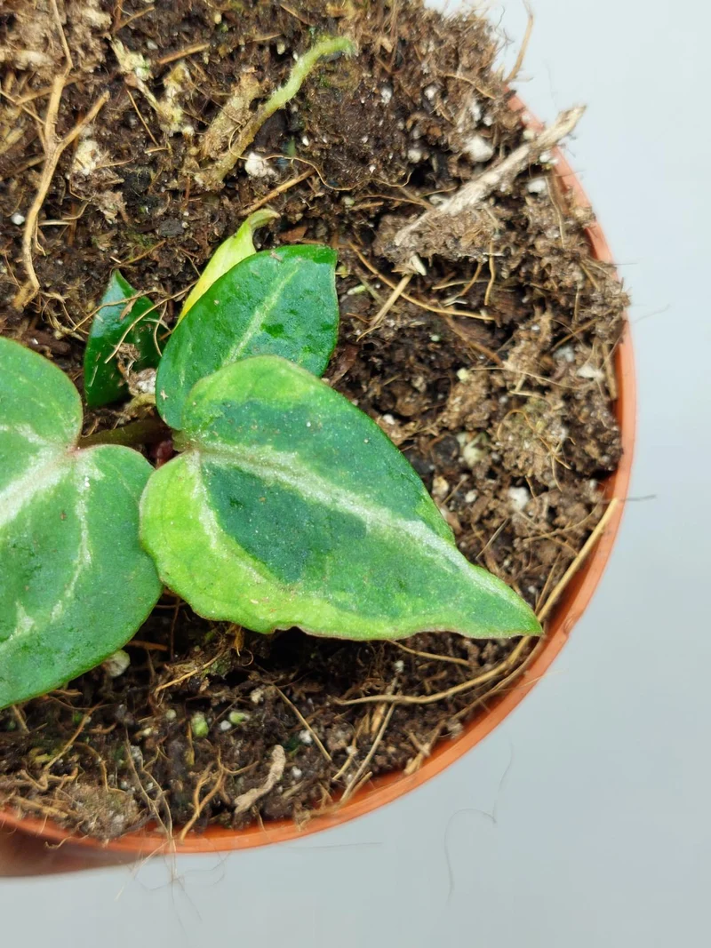 Anthurium Red Crystallinum Variegata