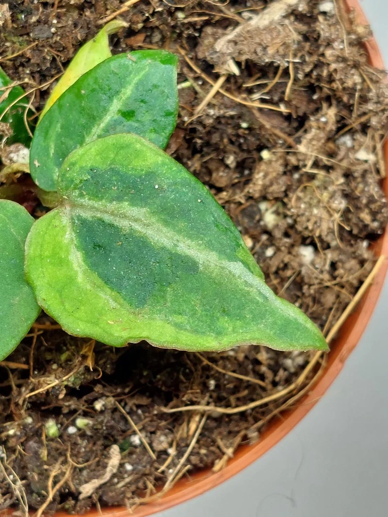 Anthurium Red Crystallinum Variegata