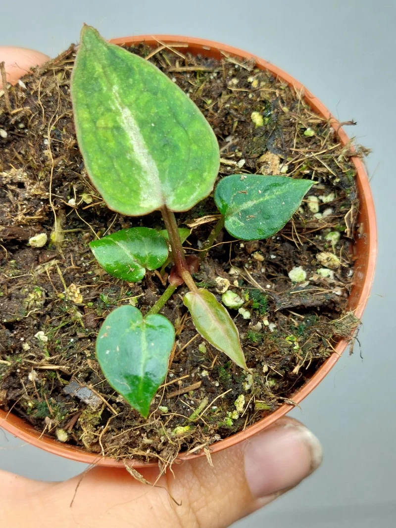 Anthurium Red Crystallinum Variegata