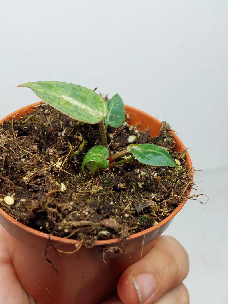 Anthurium Red Crystallinum Variegata