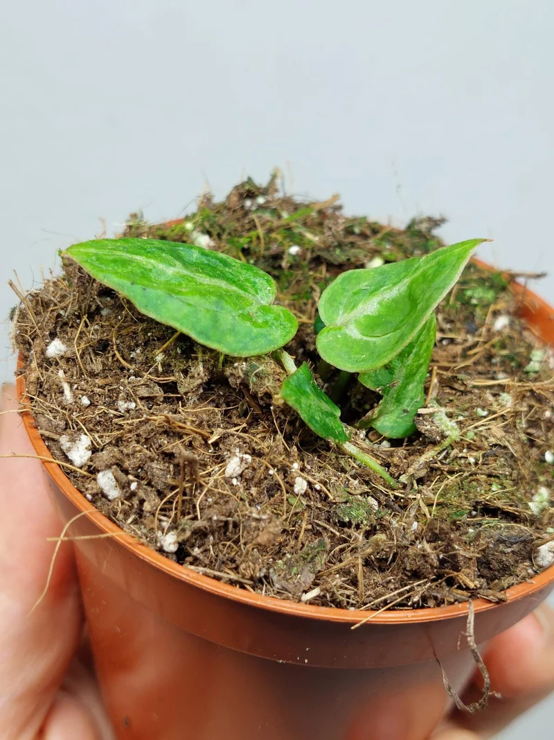 Anthurium Red Crystallinum Variegata