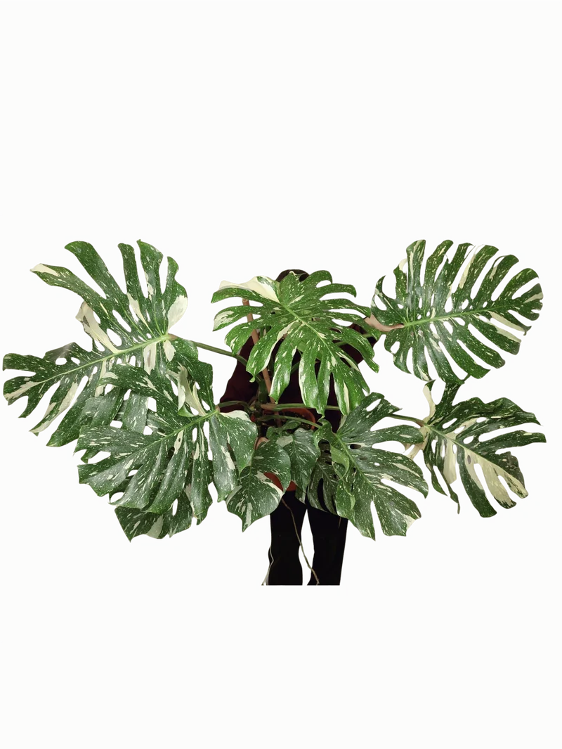 Monstera Thai Constellation XXL