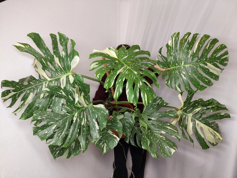 Monstera Thai Constellation XXL