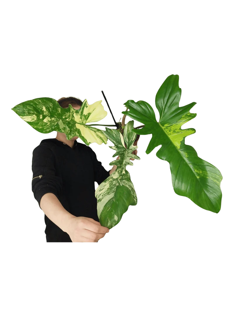 Philodendron Bipennifolium x Florida Beauty Variegata