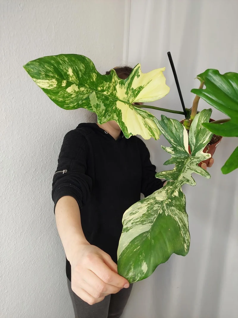 Philodendron Bipennifolium x Florida Beauty Variegata