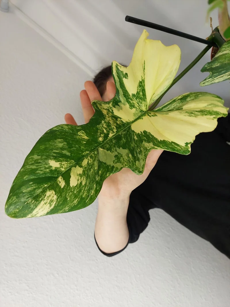 Philodendron Bipennifolium x Florida Beauty Variegata