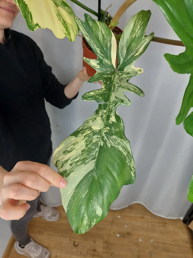 Philodendron Bipennifolium x Florida Beauty Variegata