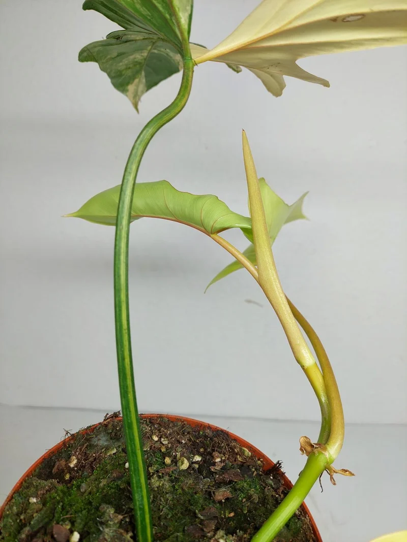 Philodendron Bipennifolium x Florida Beauty Variegata