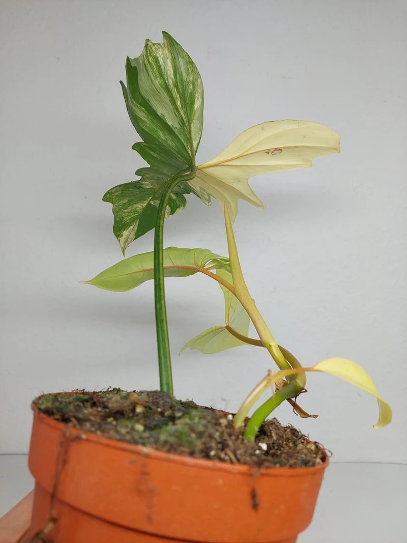Philodendron Bipennifolium x Florida Beauty Variegata