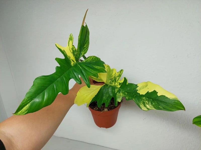 Philodendron Bipennifolium x Florida Beauty Variegata