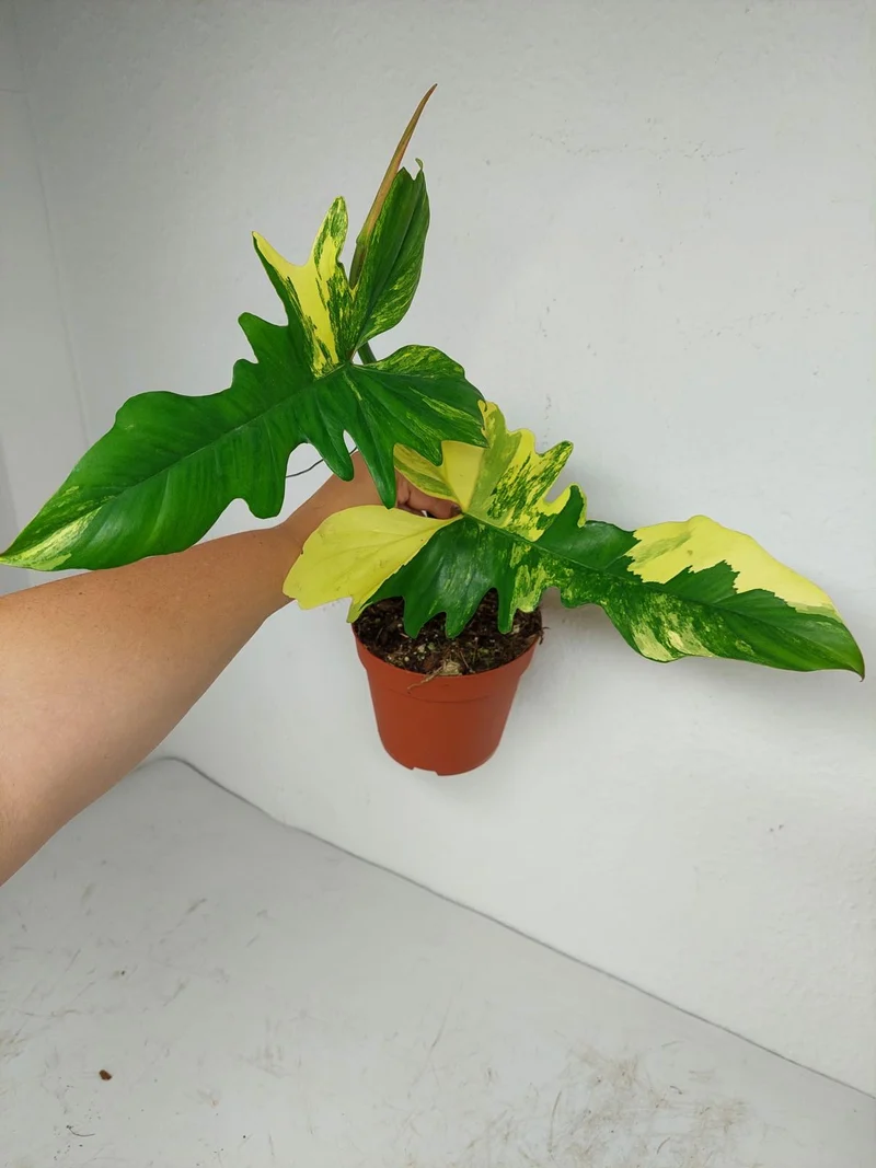 Philodendron Bipennifolium x Florida Beauty Variegata
