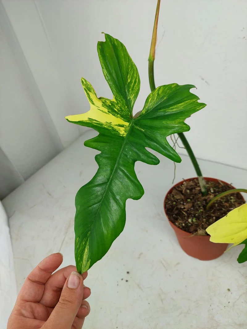 Philodendron Bipennifolium x Florida Beauty Variegata