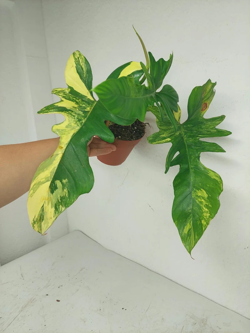 Philodendron Bipennifolium x Florida Beauty Variegata