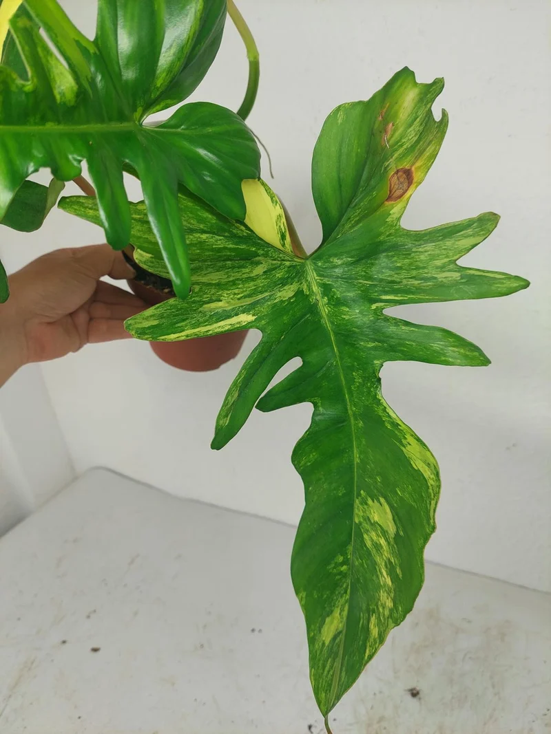 Philodendron Bipennifolium x Florida Beauty Variegata