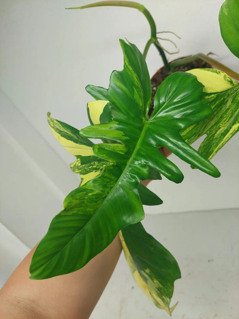 Philodendron Bipennifolium x Florida Beauty Variegata