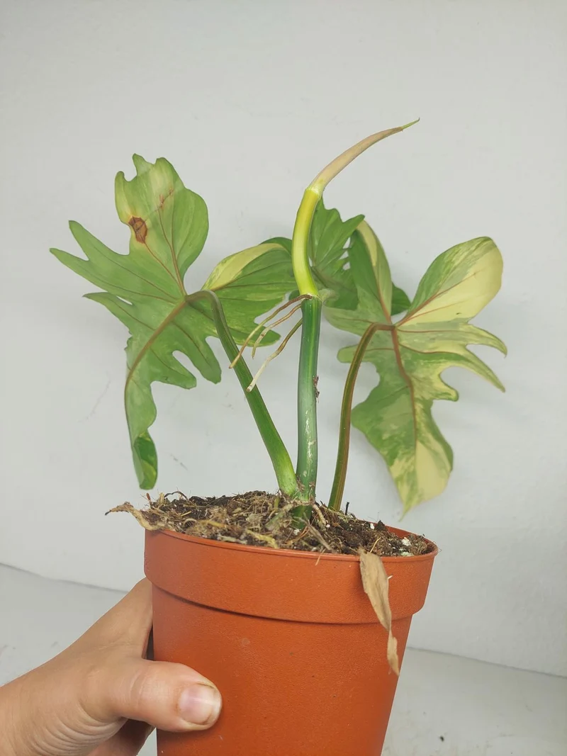 Philodendron Bipennifolium x Florida Beauty Variegata
