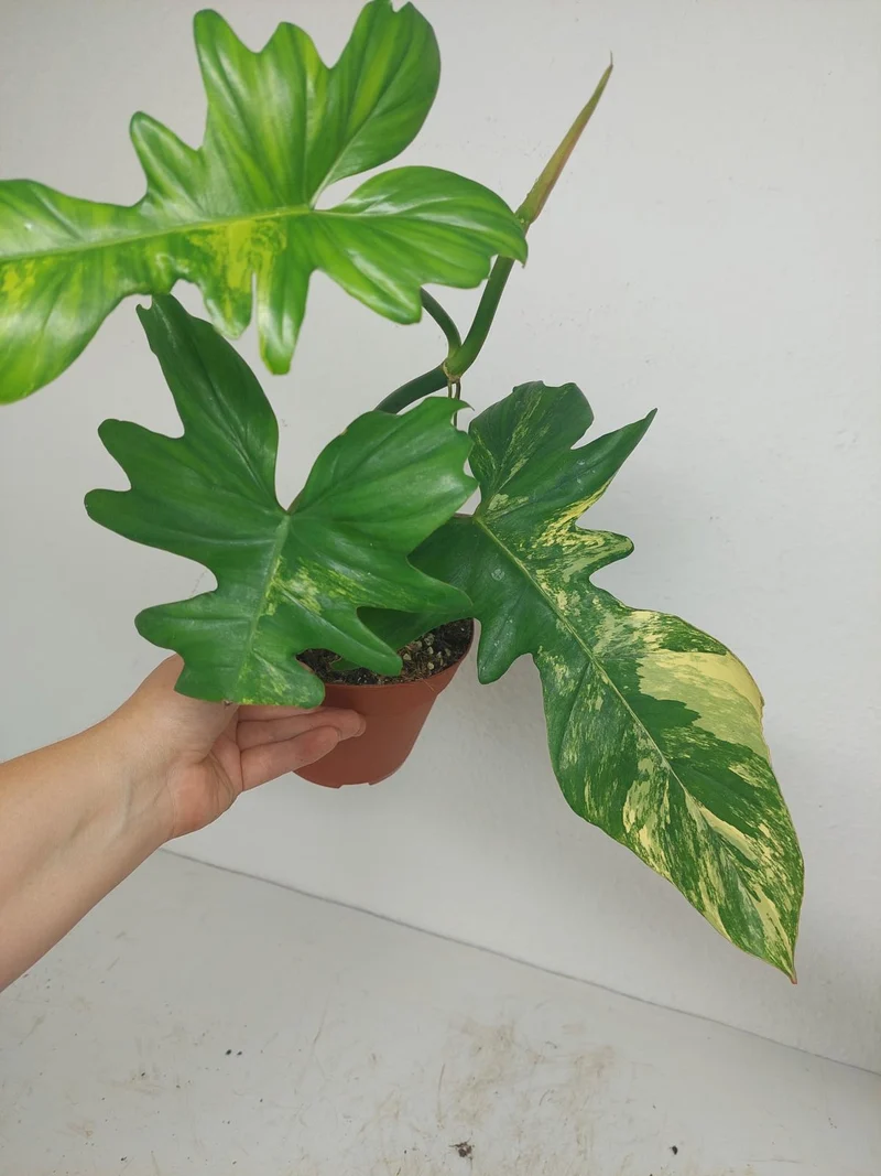 Philodendron Bipennifolium x Florida Beauty Variegata