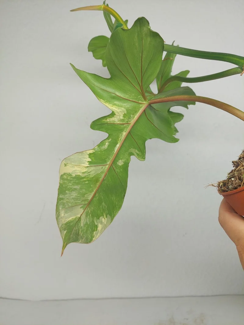 Philodendron Bipennifolium x Florida Beauty Variegata