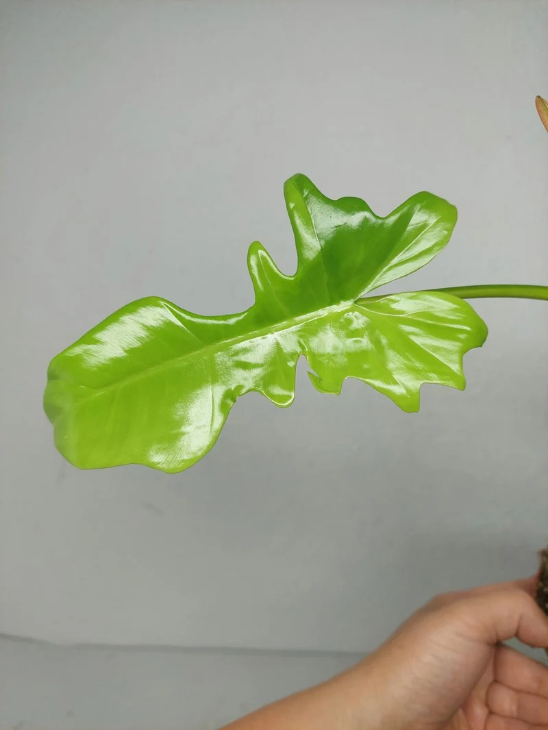 Philodendron Bipennifolium x Florida Beauty Variegata