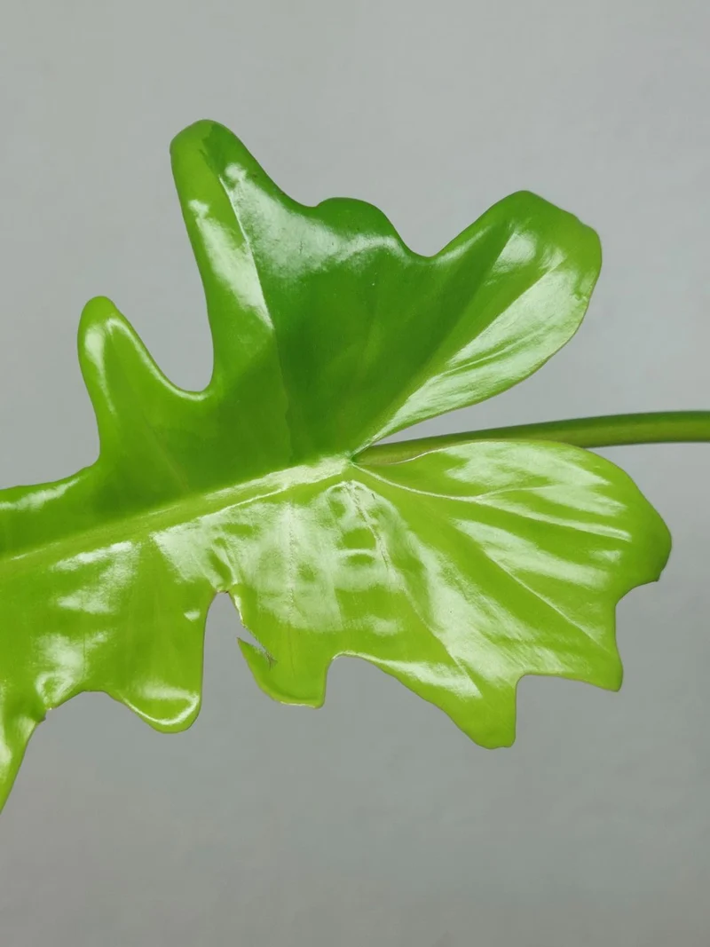 Philodendron Bipennifolium x Florida Beauty Variegata