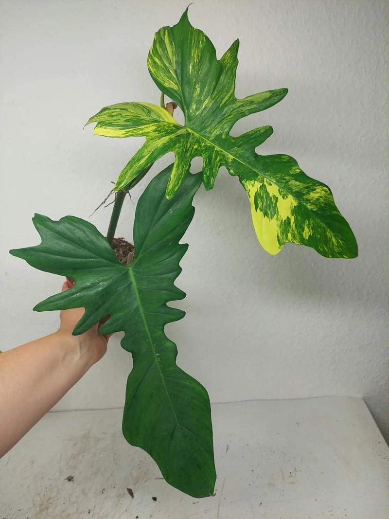 Philodendron Bipennifolium x Florida Beauty Variegata
