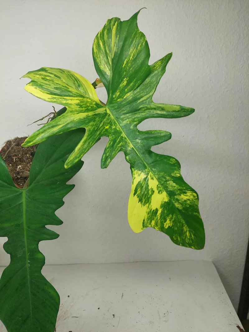 Philodendron Bipennifolium x Florida Beauty Variegata