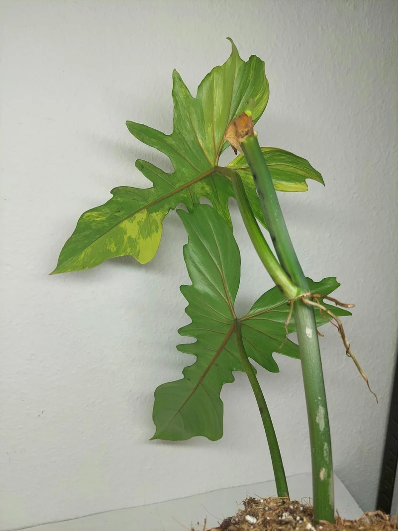 Philodendron Bipennifolium x Florida Beauty Variegata