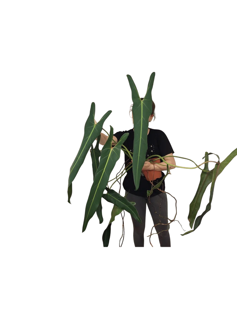 Philodendron Spiritus Sancti Adult
