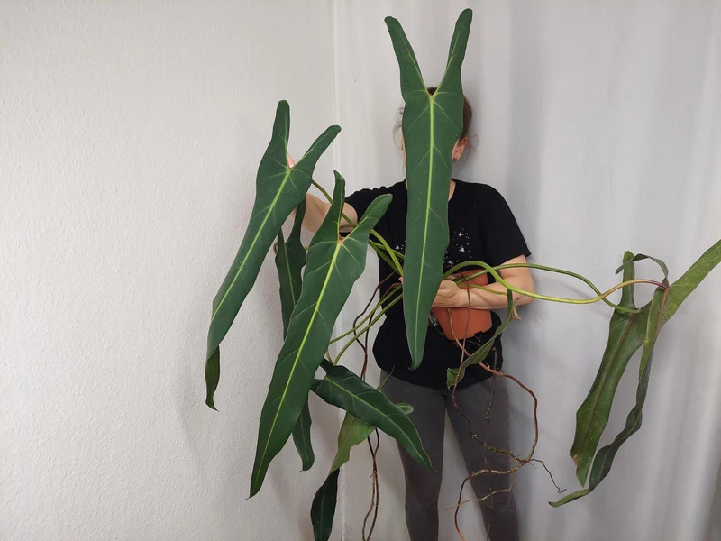 Philodendron Spiritus Sancti Adult