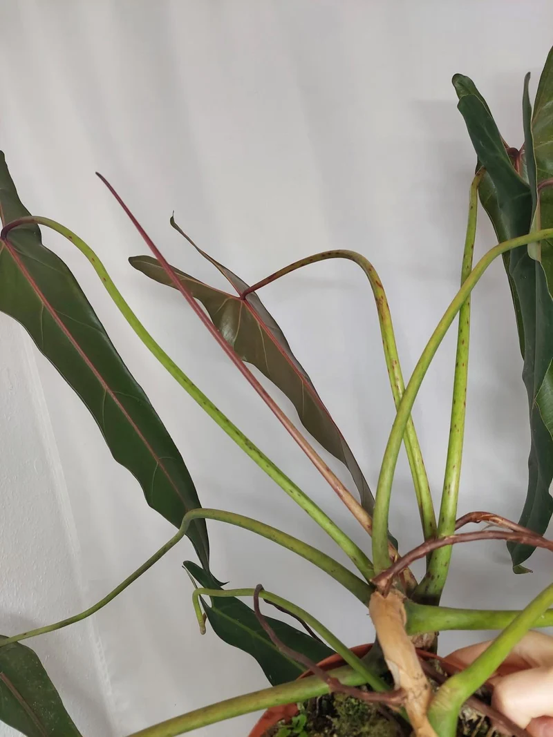 Philodendron Spiritus Sancti Adult