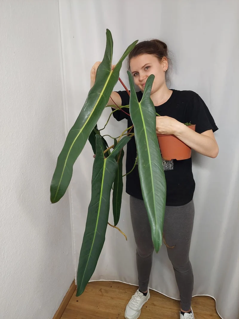 Philodendron Spiritus Sancti Adult