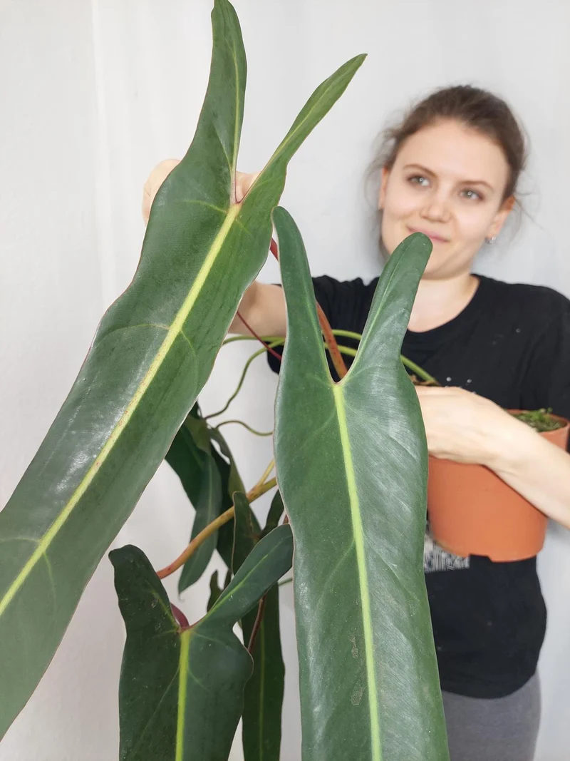 Philodendron Spiritus Sancti Adult