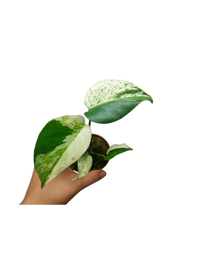 Monstera Jungle Mint