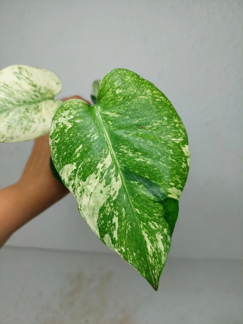 Monstera Jungle Mint