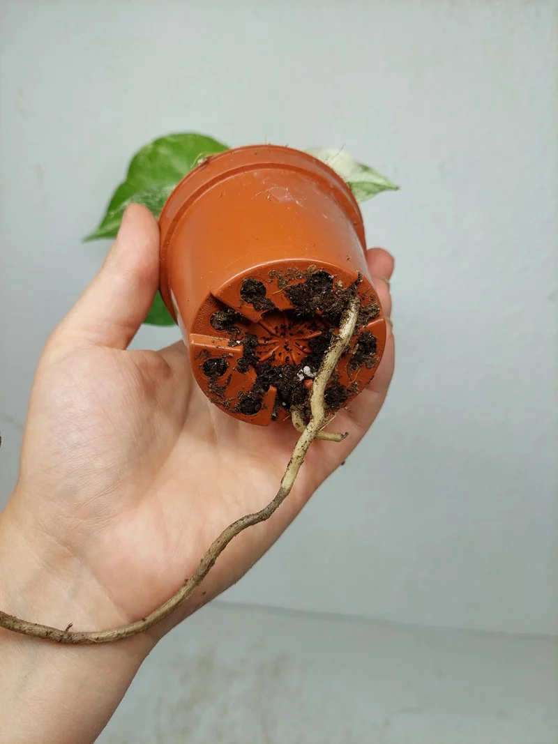 Monstera Jungle Mint
