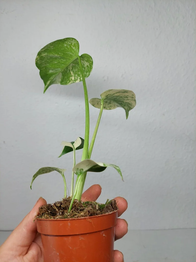 Monstera Jungle Mint