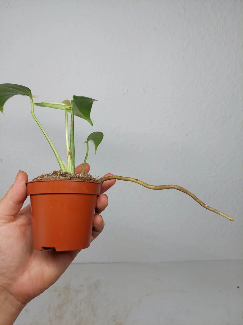 Monstera Jungle Mint