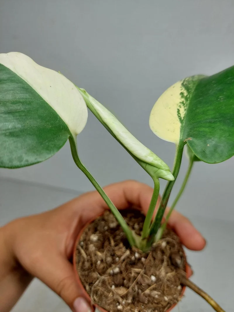 Monstera Jungle Mint