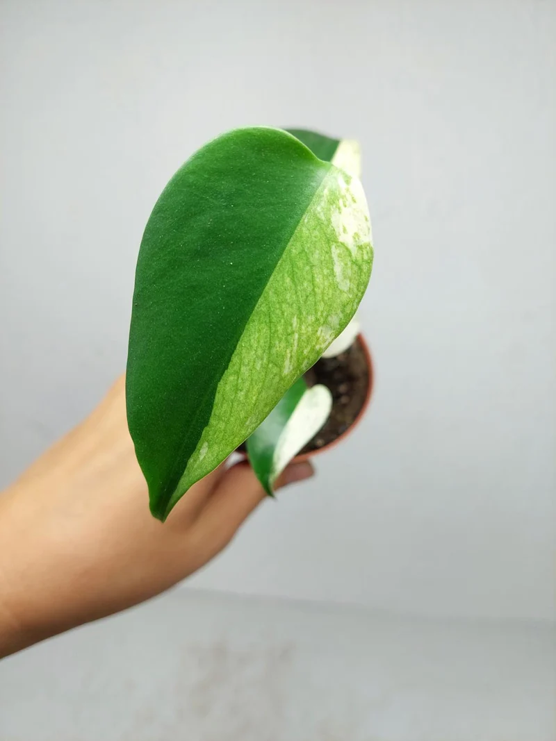 Monstera Jungle Mint