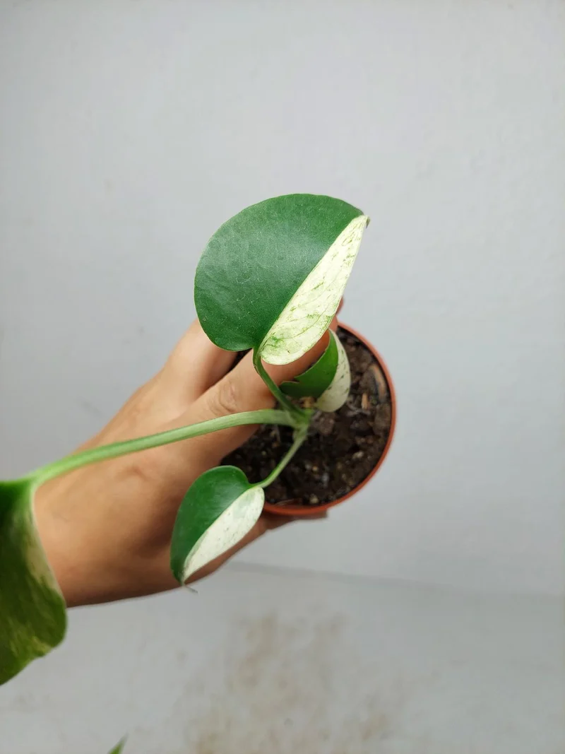 Monstera Jungle Mint
