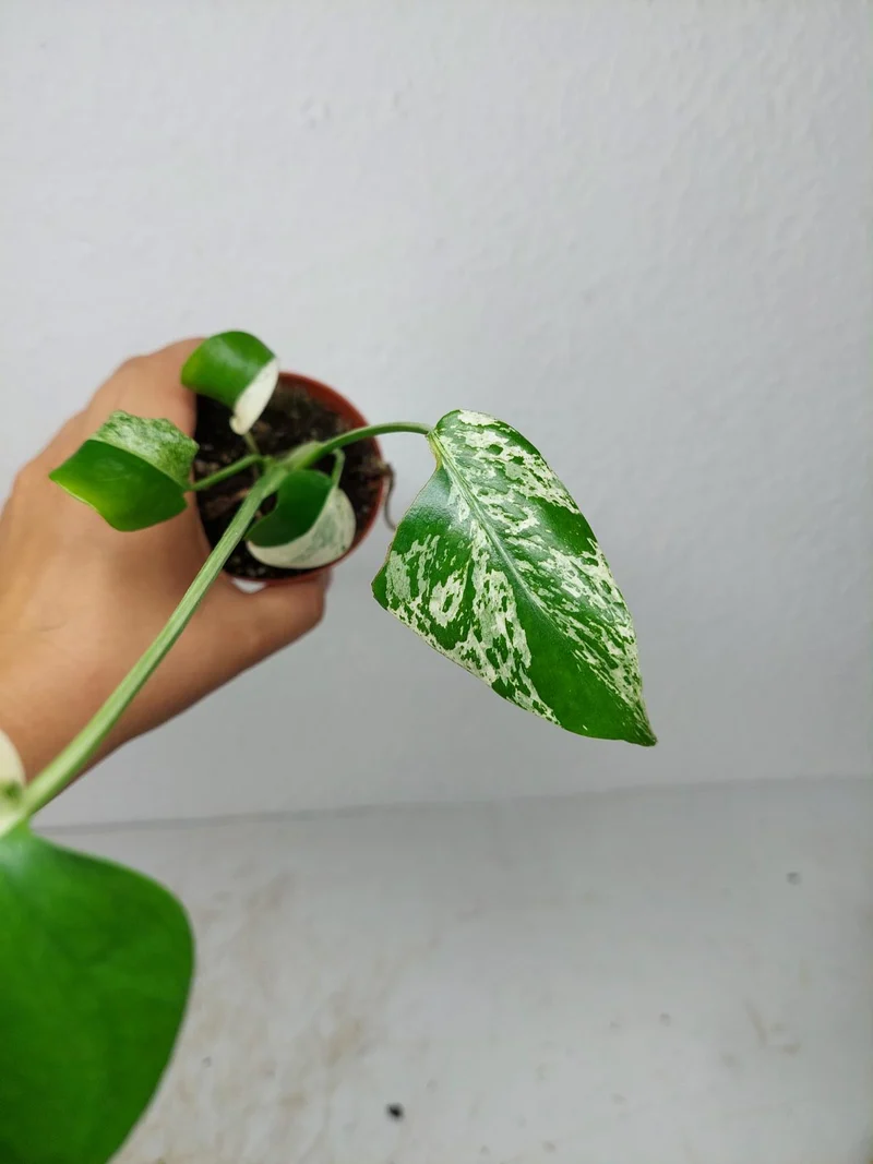 Monstera Jungle Mint
