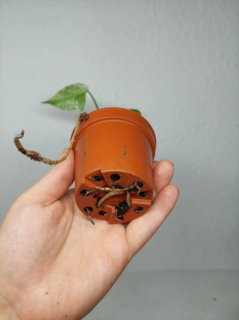 Monstera Jungle Mint