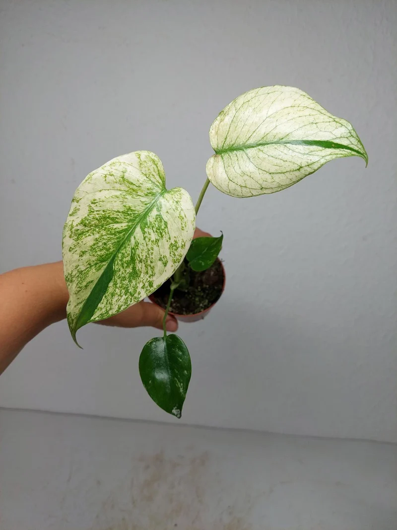 Monstera Jungle Mint
