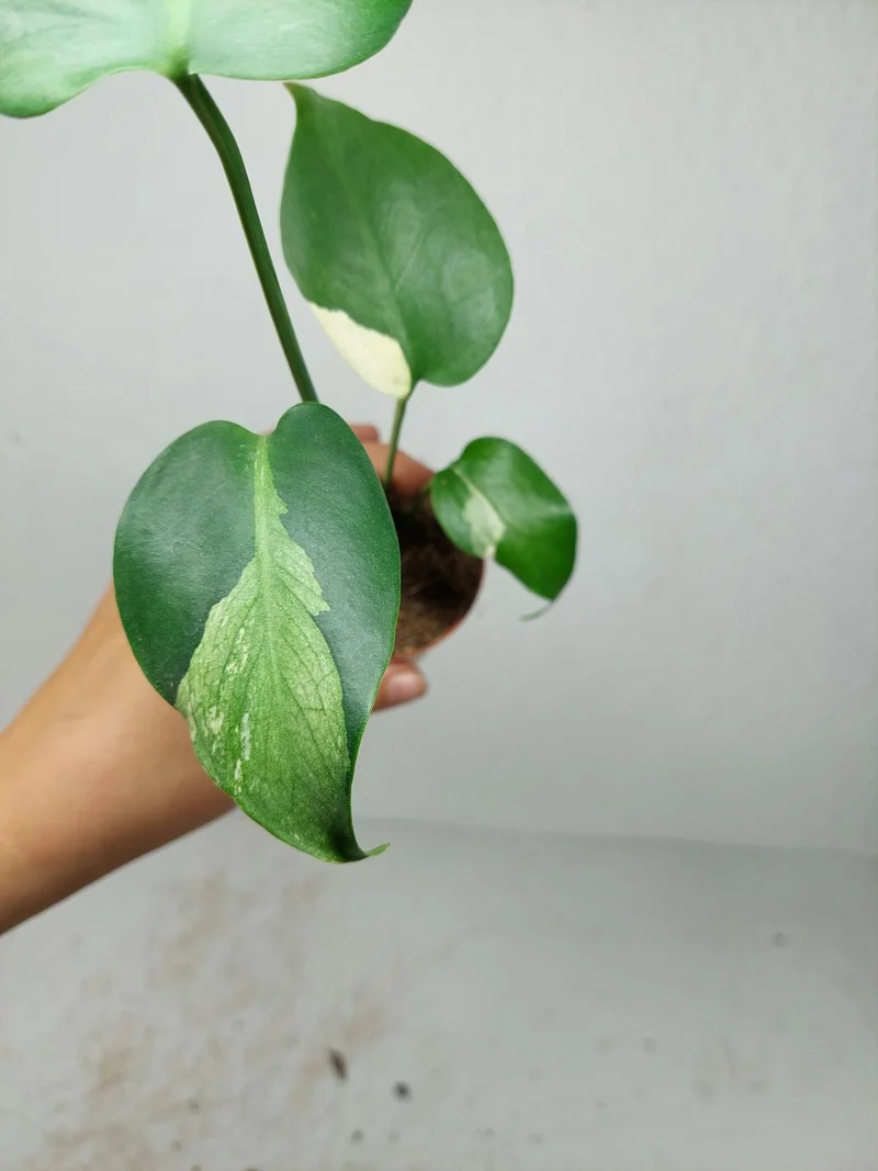 Monstera Jungle Mint