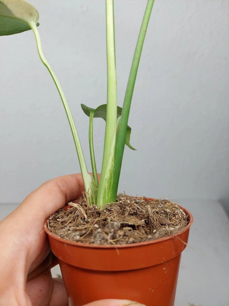 Monstera Jungle Mint