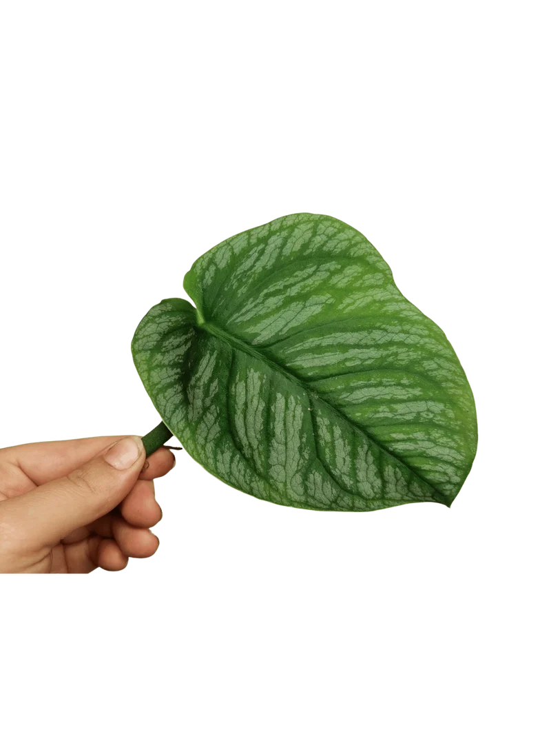 Monstera Dubia Stecklinge