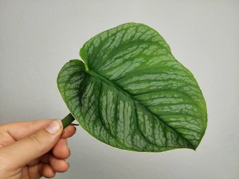 Monstera Dubia Stecklinge