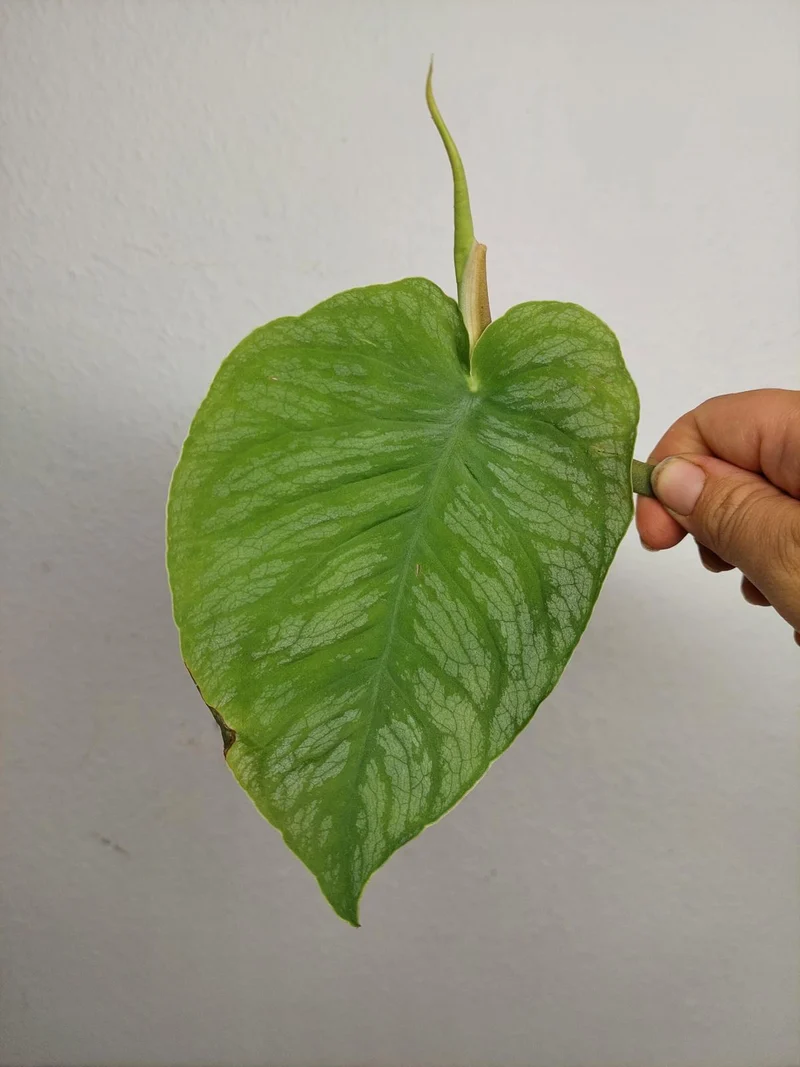 Monstera Dubia Stecklinge