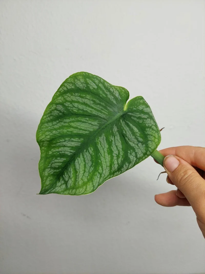 Monstera Dubia Stecklinge