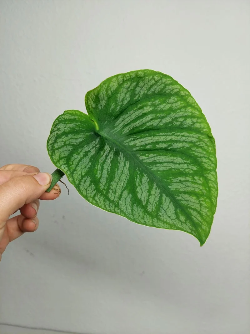 Monstera Dubia Stecklinge